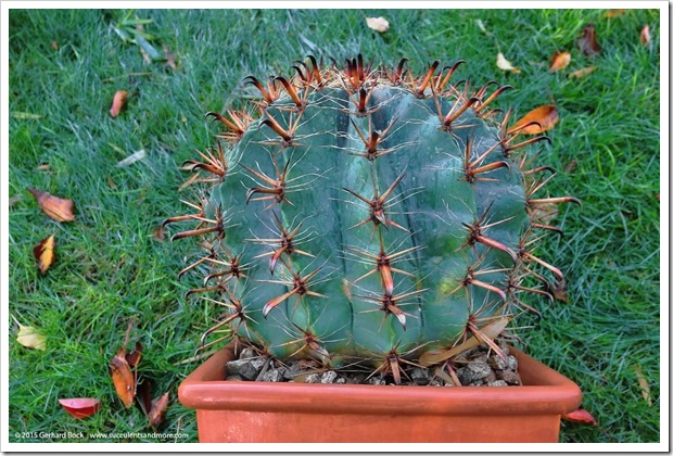 151204_Ferocactus-herrerae_008