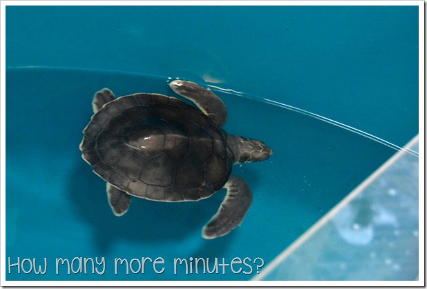 The Turtle Hospital at the Reef HQ Aquarium | How Many More Minutes?