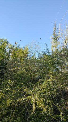 Park «Hugh Ramsey Nature Park», reviews and photos, 1000 TX-499 Loop, Harlingen, TX 78550, USA