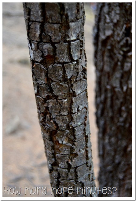 Walk to Grass Point, Bruny Island, TAS ~ How Many More Minutes?