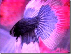 betta15