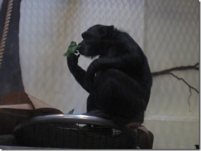 IMG_0276 Chimpanzee at the Oregon Zoo in Portland, Oregon on November 10, 2009