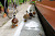 Ducks Get Their Own Lane in Britain