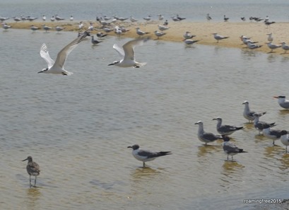 Shorebirds in Powell Lake