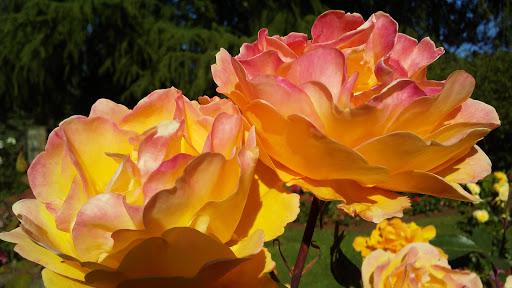 Park «Woodland Park Rose Garden», reviews and photos, 750 N 50th St, Seattle, WA 98103, USA