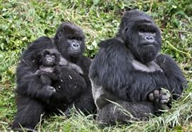 rwanda mountain gorillas