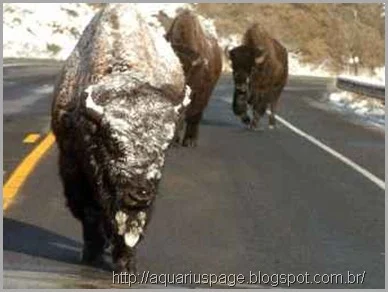 bisons fugindo Yellowstone