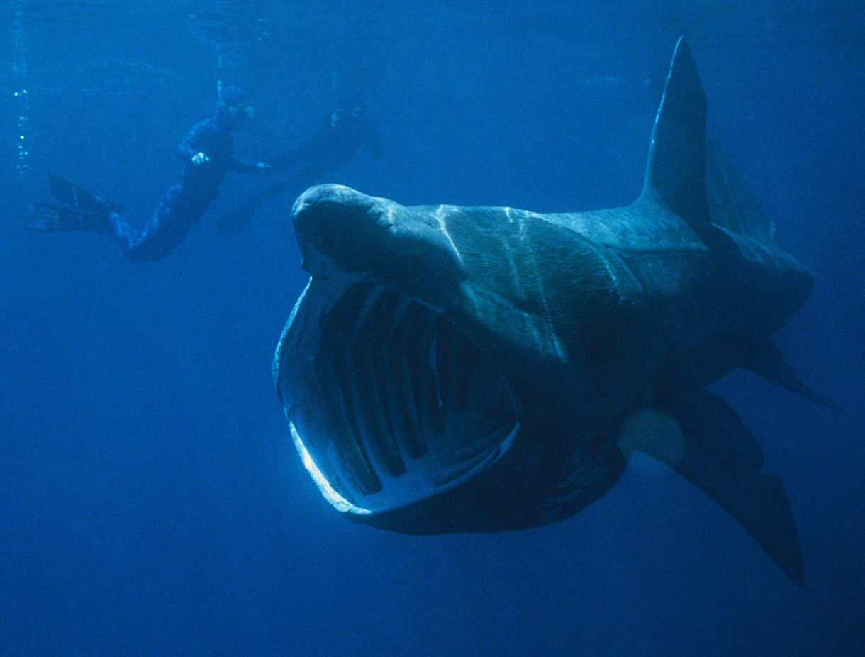 Divers Dwarfed by Whales And