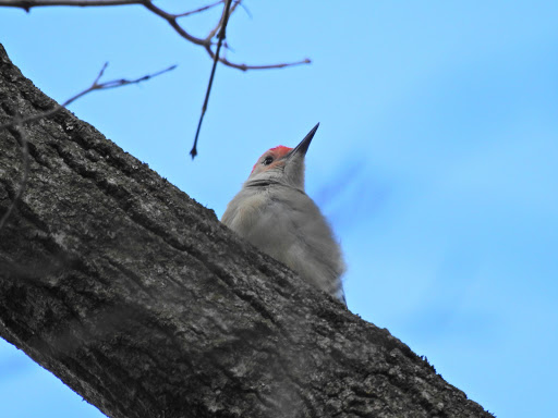 Nature Preserve «Hidden Oaks Conservation Area», reviews and photos, 419 Trout Farm Rd, Bolingbrook, IL 60440, USA