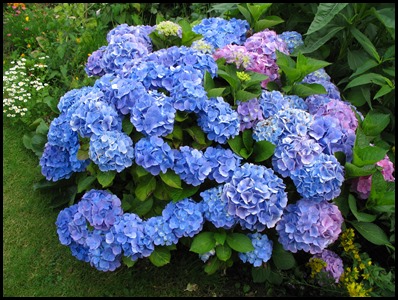 Hydrangea2