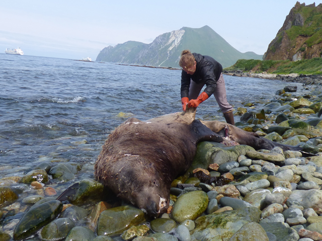 Melissa Good with UAF Alaska Sea Grant collects a sample from a Steller's sea lion carcass by Unalaska's Summer Bay, in July 2015. Photo: John Ryan / KUCB
