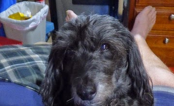 Skruffy wanting morning treat from dad