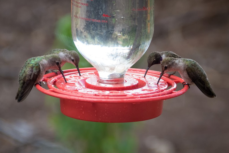 Black-chinned Hummingbirds P1010439