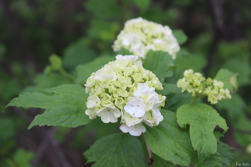 [Minnesota%2520Snowball%2520Viburnum%2520opulus%2520Roseum%255B8%255D.jpg]