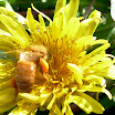 Honey Bee Gathering Pollen.jpg