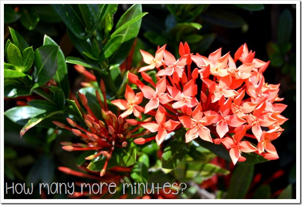 Government House in Darwin | How Many More Minutes?