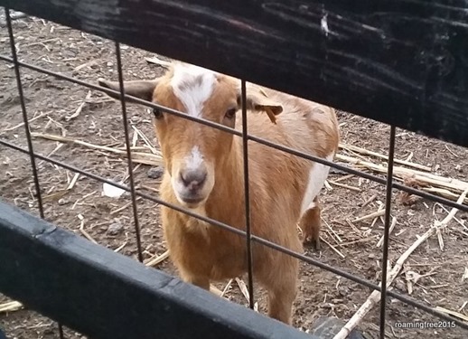 Inquisitive goat