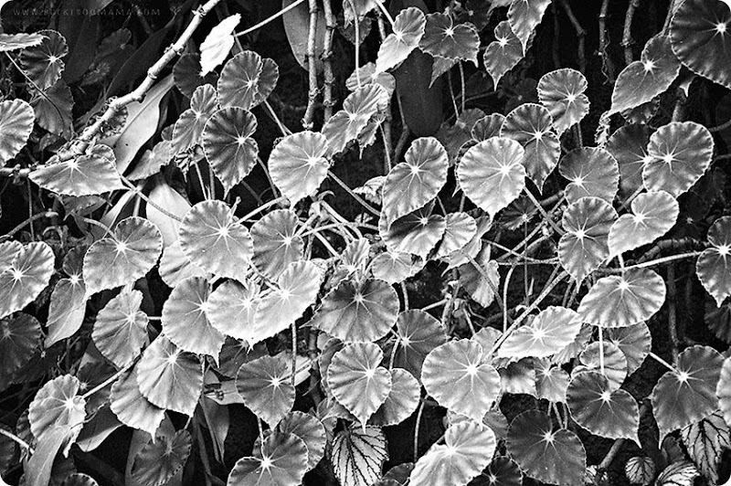 Twinkle-leaves-(1bw) Twinkle-leaves-(1bw)