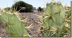 17jun2013-2013-pastagem-seca-e-carcacas-de-animais-tornaram-se-paisagem-no-municipio-de-conde-no-litoral-norte-da-bahia-a-regiao-nordeste-brasileira-enfrenta-a-pior-seca-nos-ultimos-50-anos-segundo-137148162