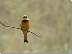 Little Bee-eater