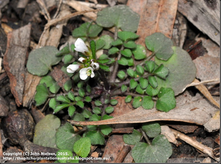 Cardamine_hirsuta_helicopter