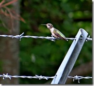 more hummingbirds VB 004