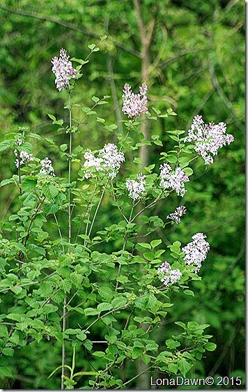 Lilac Bush Shed bed