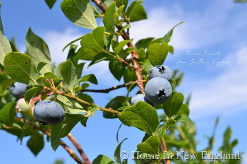 blueberries  sky