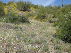 Wildflowers by RR track 4/15