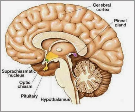 pineal-cérebro