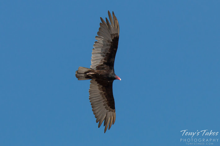 A Turkey Vulture in flight. (© Tony’s Takes)