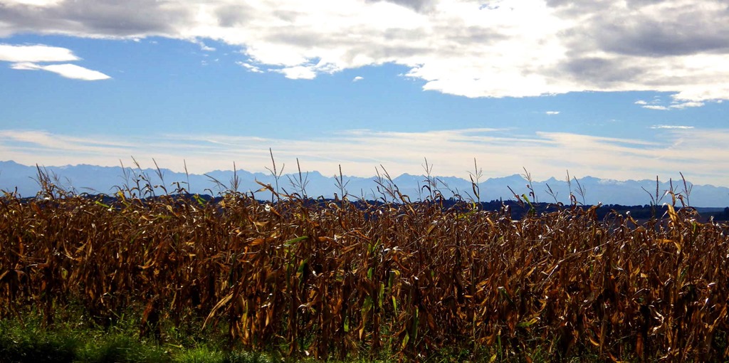 [Maize-and-Mountains4.jpg]