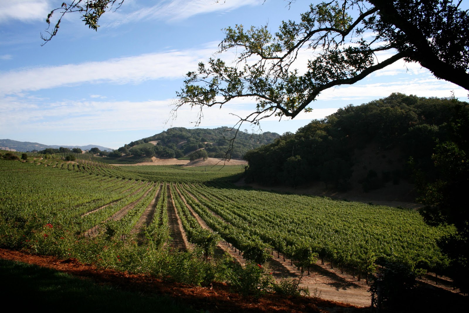 a wine country wedding   