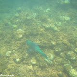 Snorkel en Los Frailes -  BCS, México