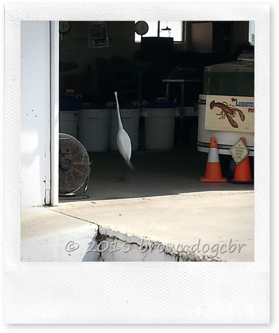 Egret at the shrimp dock5.