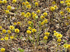 Unidentified tiny yellow flowers 4/3