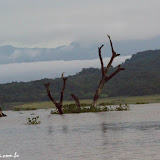 Socó-dorminhoco - Lago Suchitlán - Suchitoto, El Salvador