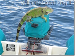 William's Green Frog !!