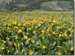 19 Jarbidge Mtn Flowers 19 Jarbidge Mtn Flowers