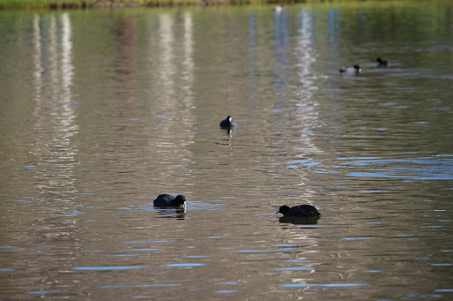 Park «Carbon Canyon Regional Park», reviews and photos, 4442 Carbon Canyon Rd, Brea, CA 92823, USA