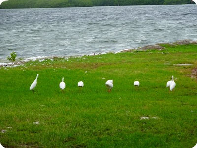 ibis