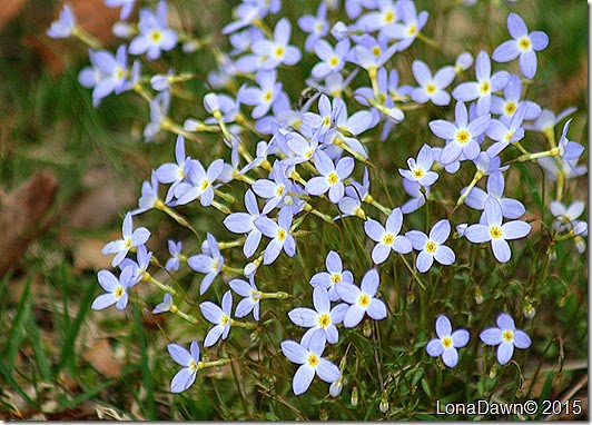 Bluets