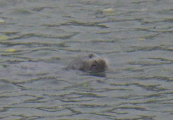 Quillayute River Sea Lion