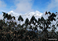 Na wysokości 3000-4000 m npm rosną już tylko krzewy rododendronów.