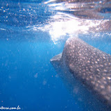 Olha ele aí: tubarão baleia - Cancún, México