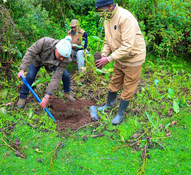 Members of the Uplands CFA plant trees at Uplands forest in Kiambu county