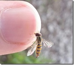 Hover Fly