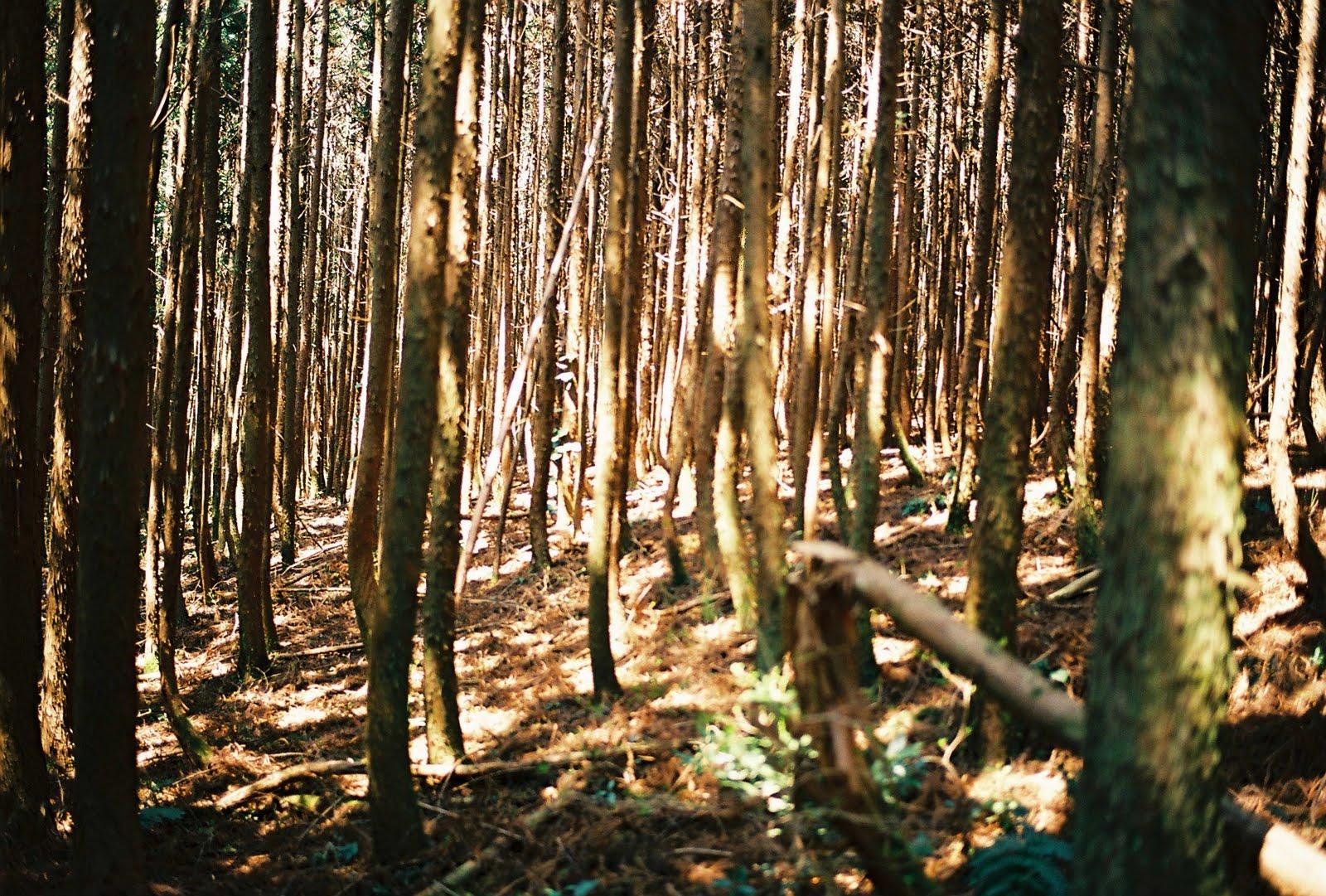 More Japanese cedar trees,