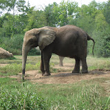 Elephants at the Nashville Zoo 09032011c