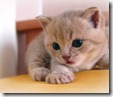 cute-small-kitty-wallpapers-3ea50aff8057d11d20ab99a8d1c2cc16